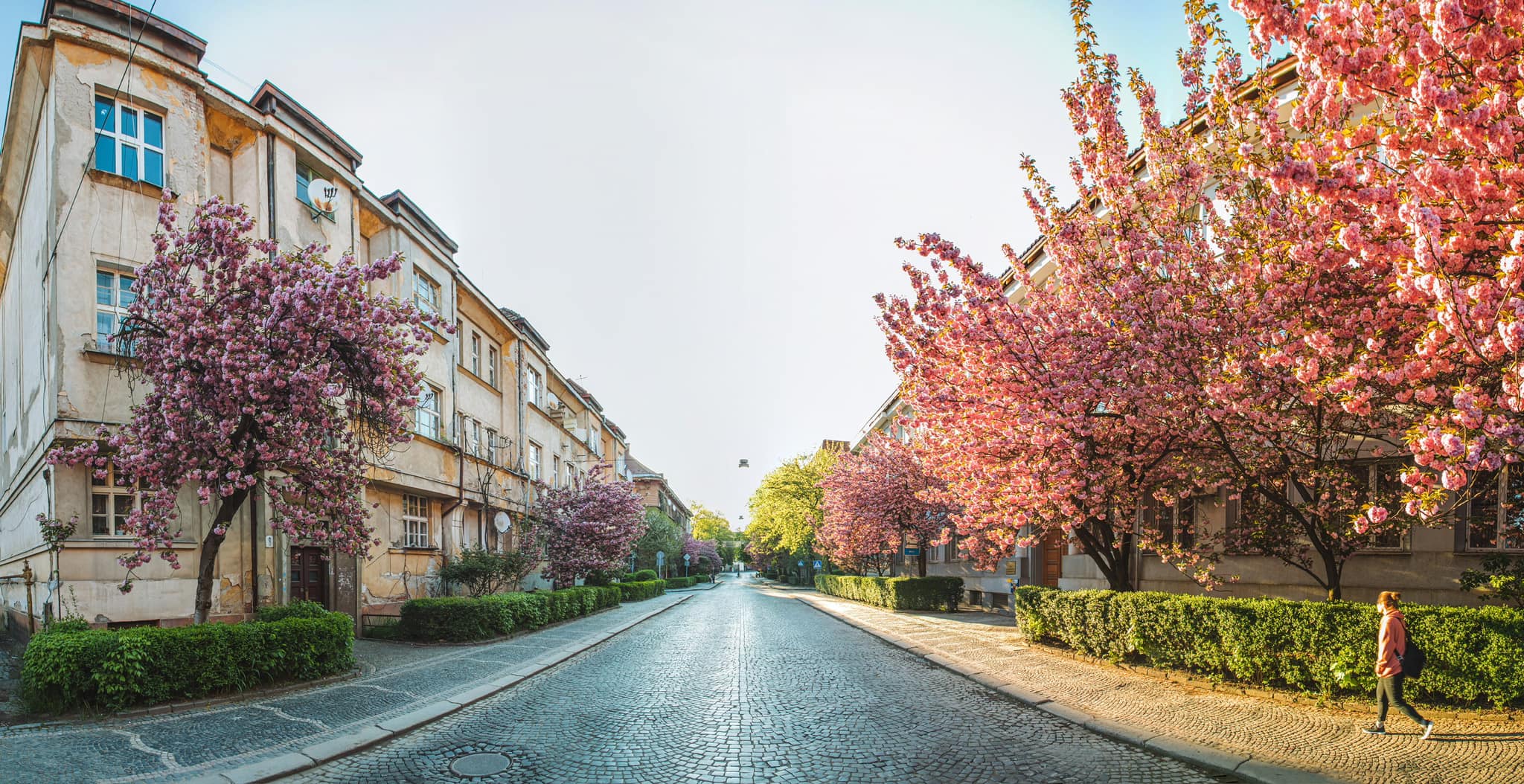 Сакура-фест Ужгород