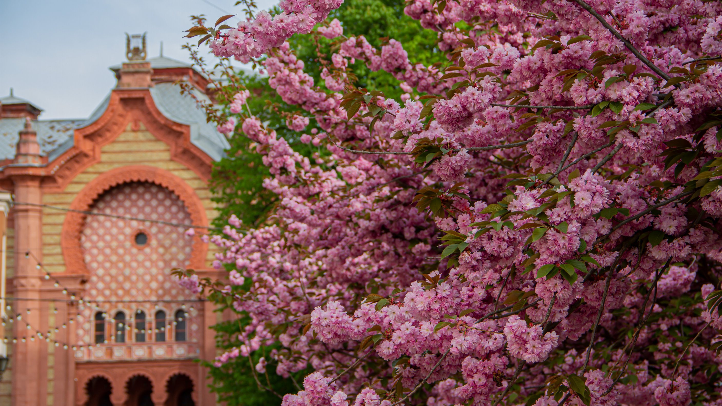 Сакура-фест Ужгород