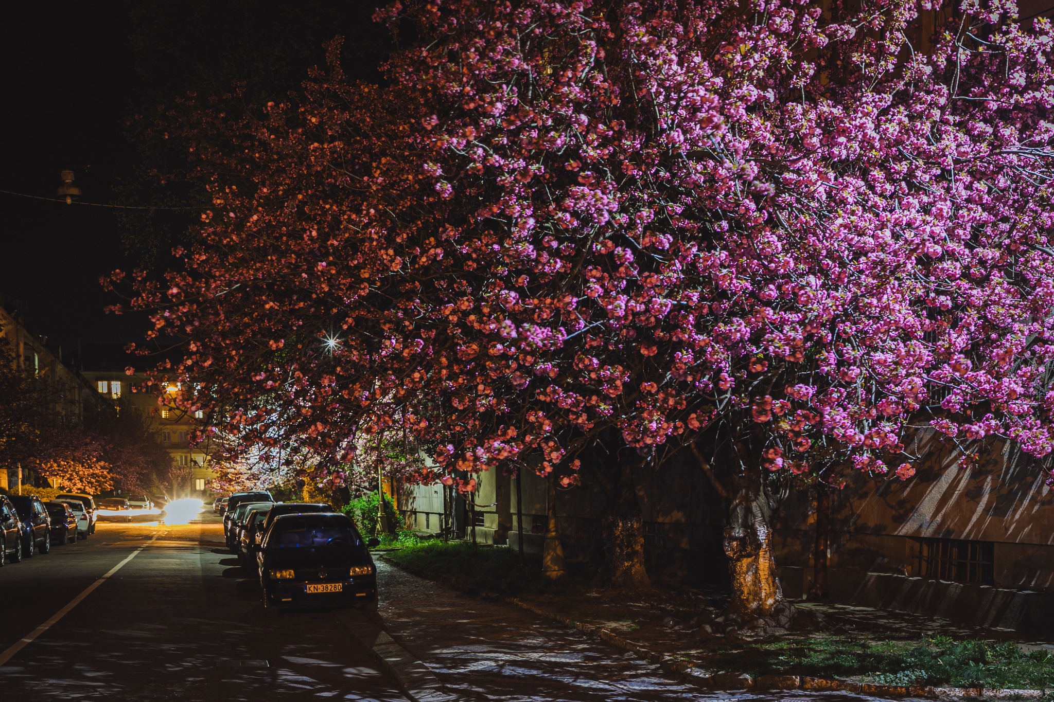 Сакура-фест Ужгород