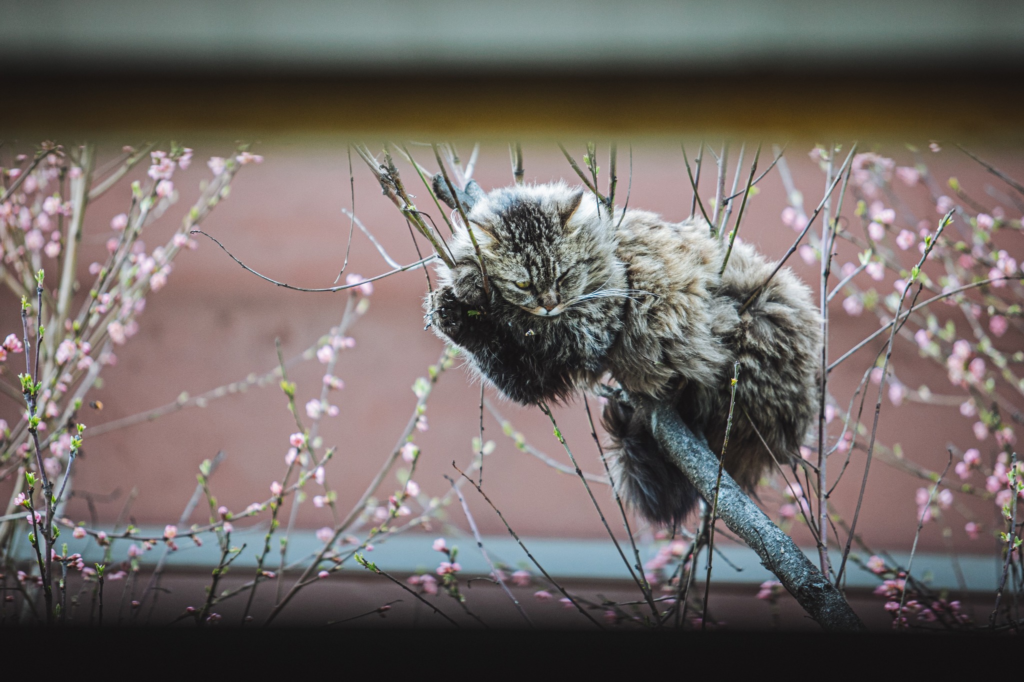 Сакура-фест Ужгород