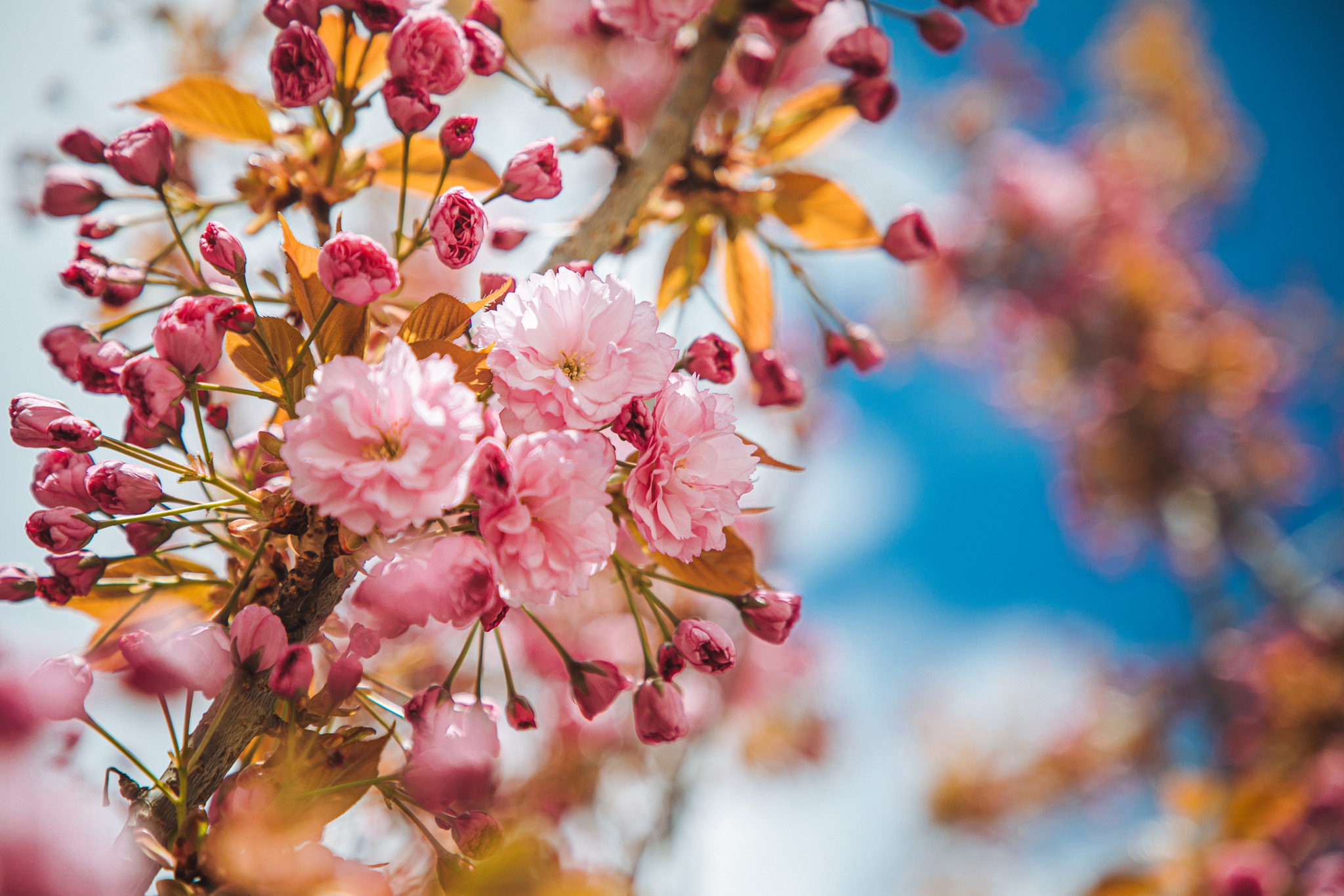 Сакура-фест Ужгород